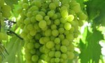 فوائد العنب الصحيه
